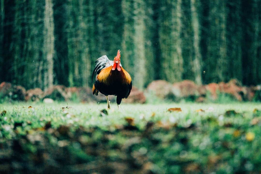 Photo Rooster, Cockfighting