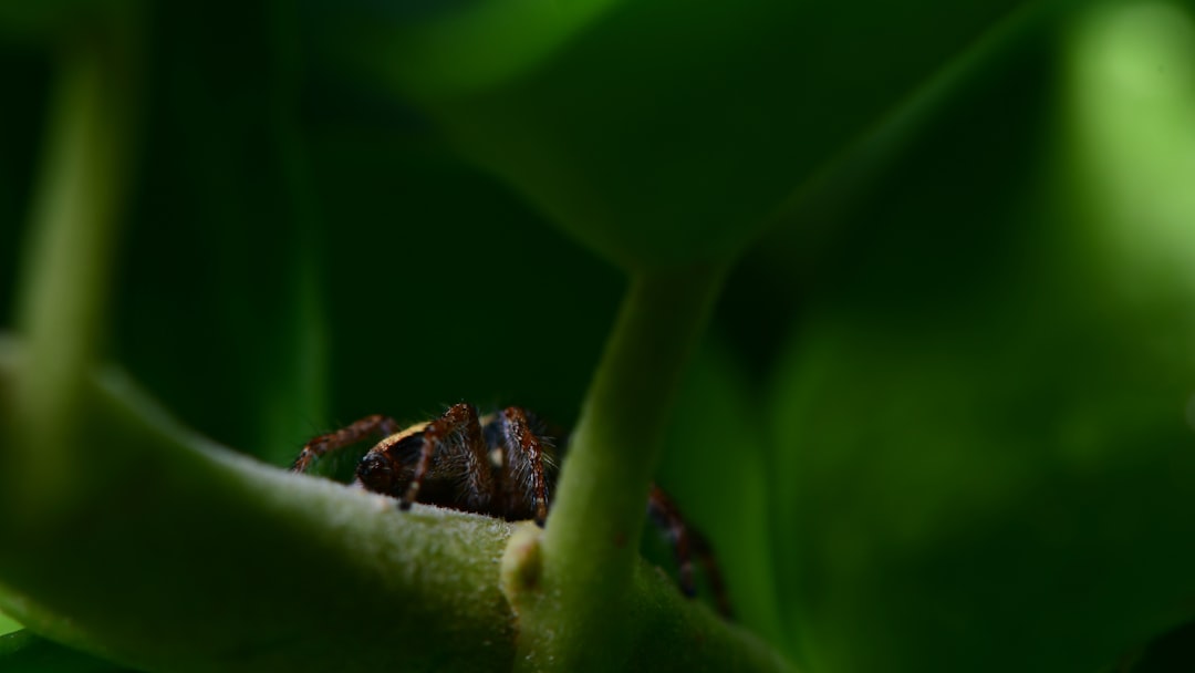 Photo spiders, insects